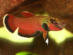 Betta channoides WF