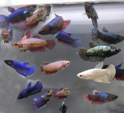 Betta splendens female Mix XL