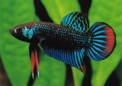 Betta imbellis