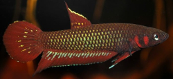 Betta livida "Klang"