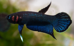 Betta mandor