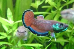 Betta picta