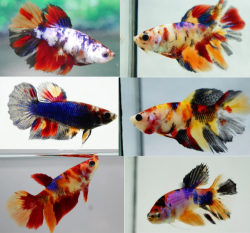 Betta spl. female Halfmoon Koi XL