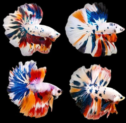 Betta spl. male Halfmoon Koi XL