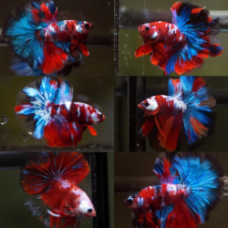 Betta spl. male Halfmoon Koi XL