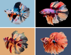 Betta spl. male Halfmoon Koi XL