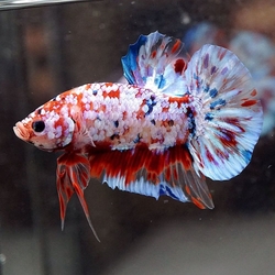 Betta splendens - koi male