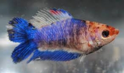 Betta splendens- Double Tail - Female 