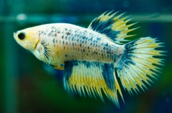 Betta splendens Crown tail - female mix 