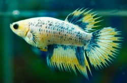 Betta splendens Crown tail - female 