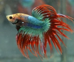 Betta splendens Crown tail -Samci 