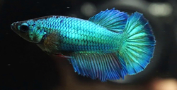 Betta splendens female metallic mix