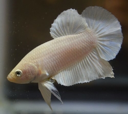 Betta splendens female plakat