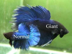 Betta splendens giant