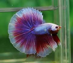 Betta splendens Half Moon Grade AA