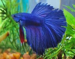 Betta splendens Half Moon - separ. Samci 