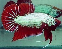 Betta splendens m dragon