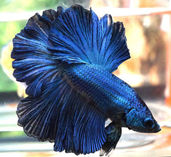 Betta splendens male super delta