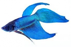 Betta splendens-separ. Samci-BLUE 