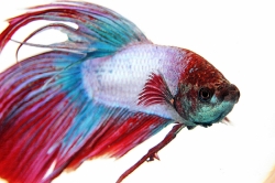 Betta splendens-separ. Samci-Cambodia 