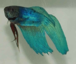 Betta splendens-separ. Samci-Green 