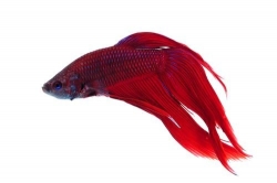 Betta splendens-separ. Samci-RED 