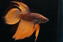 Betta splendens-separ. Samci-Yellow Variated 