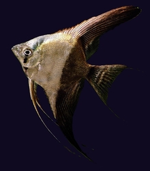 Pterophyllum scalare Bicolor XL