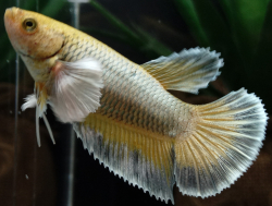 Betta spl. female SuperDelta big ears mix M
