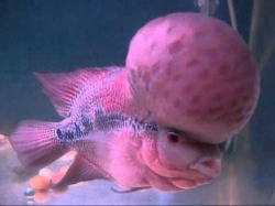 Cichlasoma sp. Flowerhorn Big head AAA XL