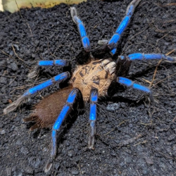 Birupes simoroxigorum 