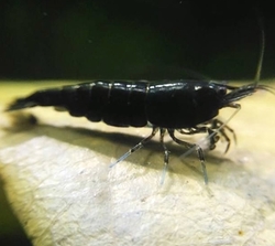 Caridina denticulata - Black cherry 