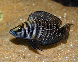 Altolamprologus calvus black pearl