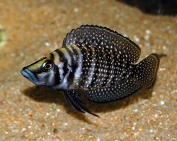 Altolamprologus calvus black pearl