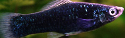 Xiphophorus helleri - Black  