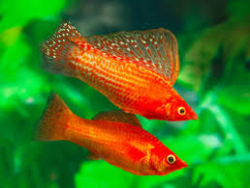 Poecilia latipinna Blood Red Molly  