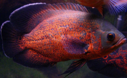 Astronotus ocellatus Blood Red Oscar