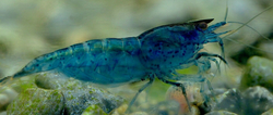 Neocaridina blue aura