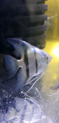 Pterophyllum scalare "Pinoy Blue Avatar"