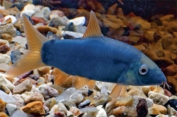 Botia modesta color blue