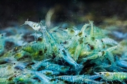 Caridina denticulata - Blue cherry 