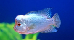 Cichlasoma sp. Flowerhorn Blue Diamond 