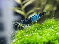 Neocaridina denticulata blue rilli