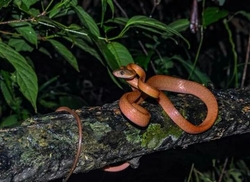 Boiga nigriceps