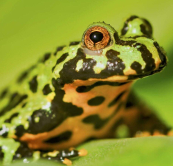 Bombina orientalis  cb