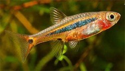 Boraras urophthalmoides