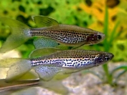 Brachydanio frankei long fin