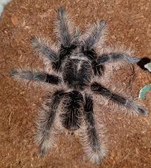 Brachypelma albopilosum