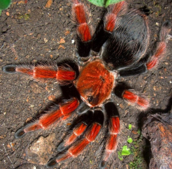 Brachypelma boehmei c.b.
