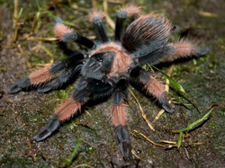 Brachypelma emilia